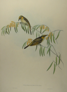 John Gould's Birds of Australia